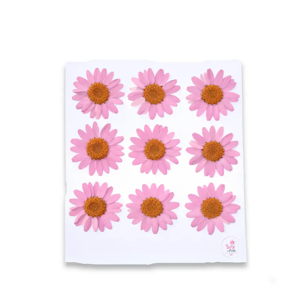 Light Pink Daisy Pressed Dry Flower for Resin Art
